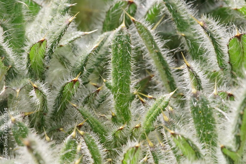 The shapes and textures of a thorny plant; macro photo of a dwarf thistle or stemless thistle; Cirsium Acaule	 photo