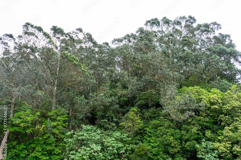 Lush green trees create a serene backdrop on Terceira Island, Azores. Perfect for nature-themed. Lush green trees create a serene backdrop on Terceira Island, Azores. Perfect for nature-themed.