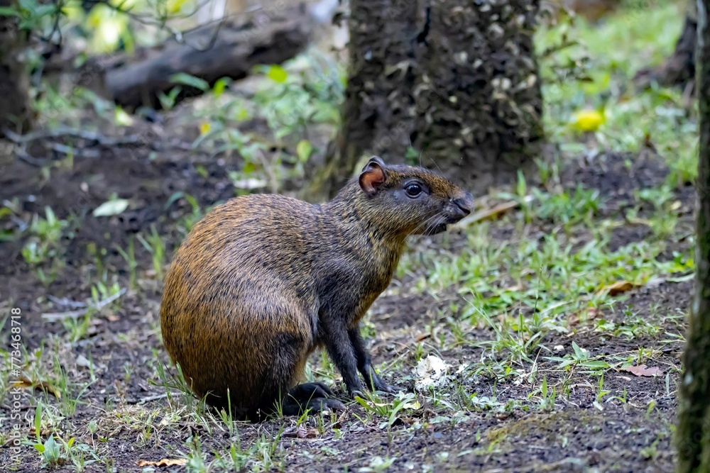 Fototapeta premium Central American agouti, Dasyprocta punctata, in a forest