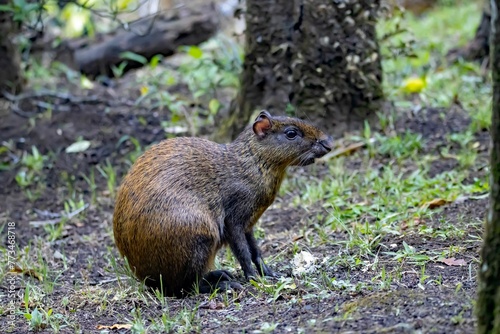 Central American agouti, Dasyprocta punctata, in a forest