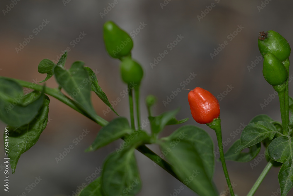 A plant with chili peppers, offering a palette of colors and flavors