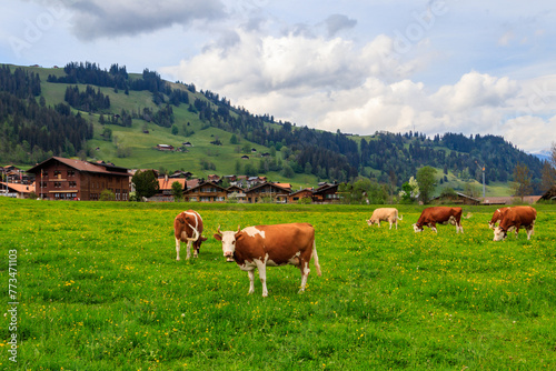 Herd of cows grazing on a green alpine meadow in the Swiss Alps, Switzerland