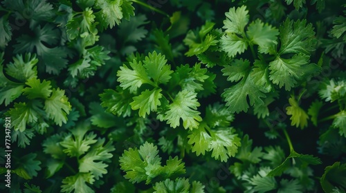 Close up of vibrant green leaves, perfect for nature backgrounds