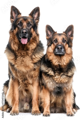 Two big dogs sitting side by side, suitable for pet-related projects