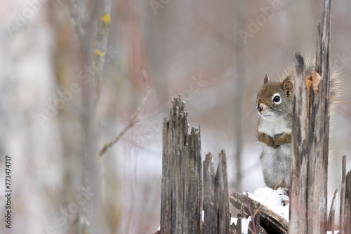 squirrel hiding on tree stump shallow depth of field beige background