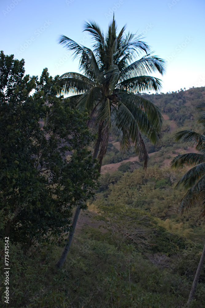 Tall tropical coconut trees on hill with other trees 4 Tall tropical coconut trees on hill with other trees 4