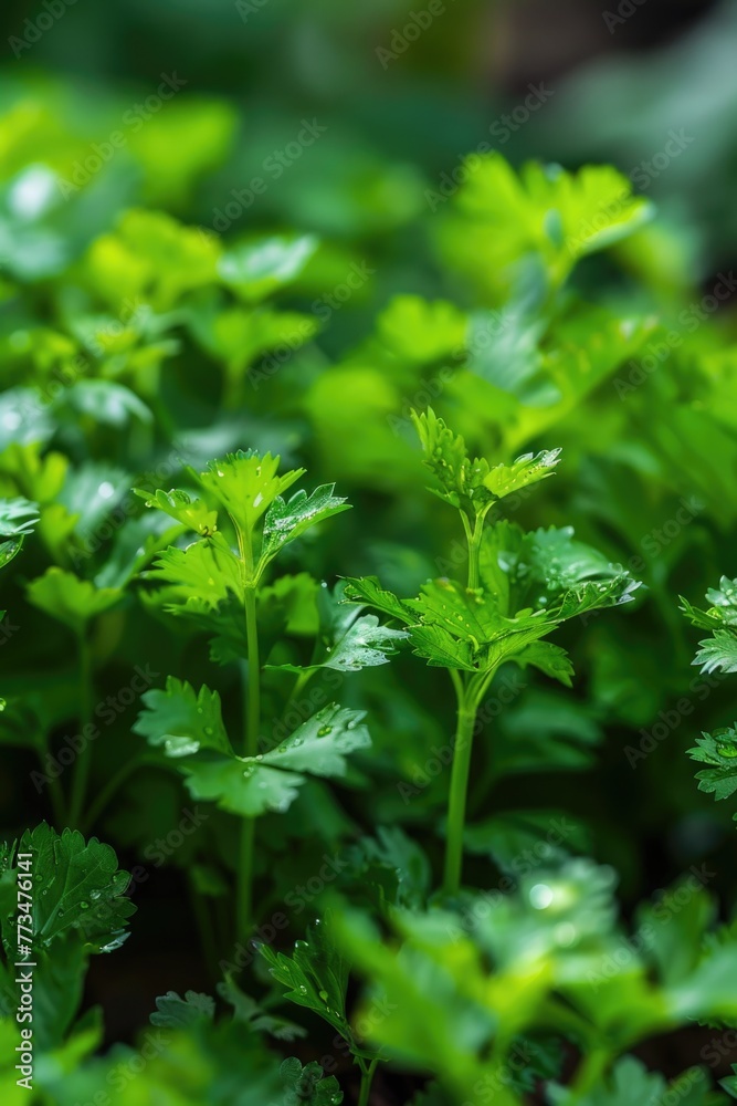 Detailed close up of green plants. Perfect for botanical projects Detailed close up of green plants. Perfect for botanical projects
