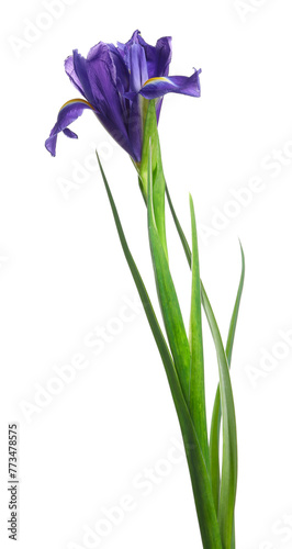 Fototapeta Naklejka Na Ścianę i Meble -  Beautiful violet iris flower isolated on white