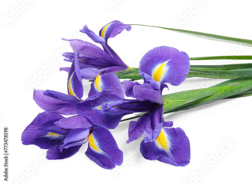 Beautiful violet iris flowers with water drops isolated on white