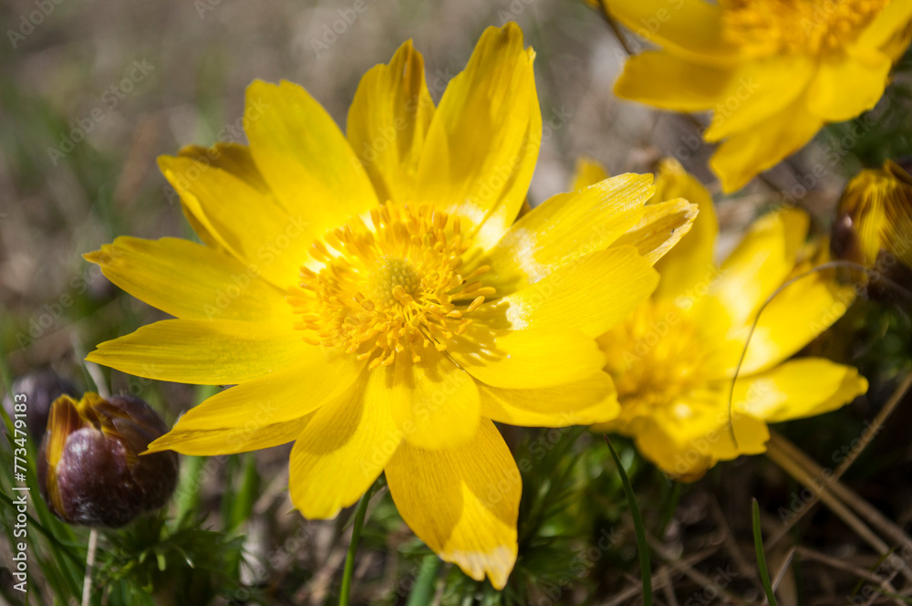 Yellow forest flowers Adonis vernalis, pheasant's eye on the spring meadow. Yellow forest flowers Adonis vernalis, pheasant's eye on the spring meadow.