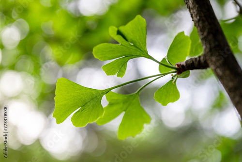 Brightly green leaves of Ginkgo biloba against a background of blurry foliage on a sunny day. Soft focus. Herbal medicine concept