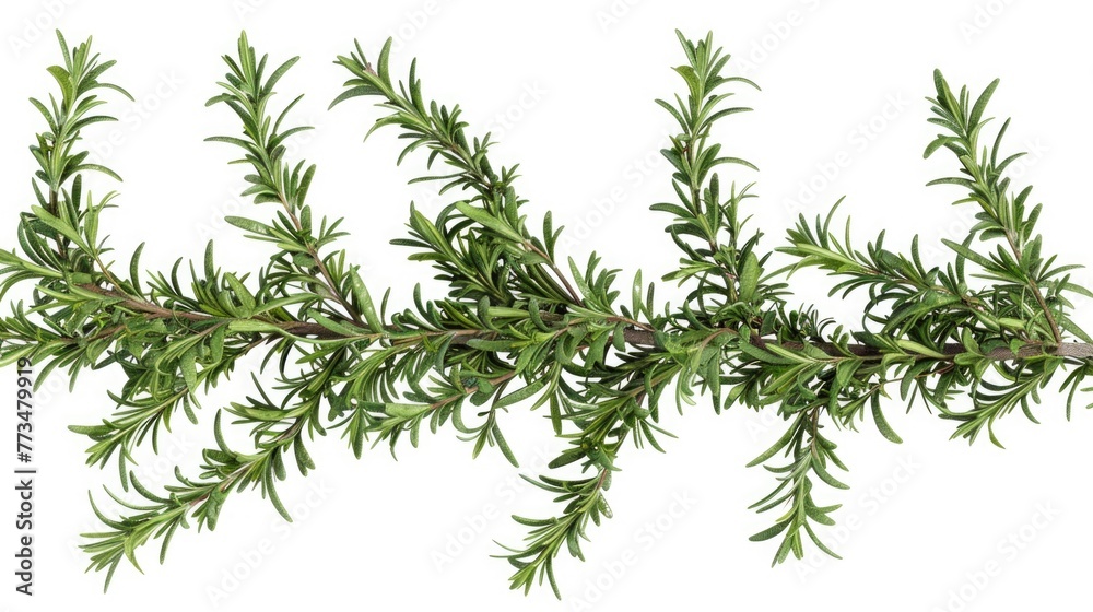 Fresh rosemary branch isolated on white background. Great for culinary and herbal concepts