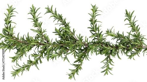 Fresh rosemary branch isolated on white background. Great for culinary and herbal concepts