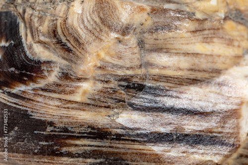 Wallpaper Mural Petrified wood texture. Layered structure of petrified wood, stone. Torontodigital.ca