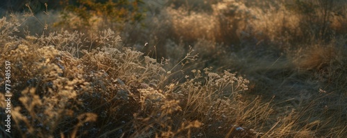 View of flowers and grass in the grassland forest at sunset. © BISMILAH
