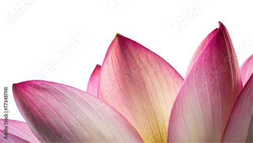 Closeup on lotus petal isolated on Transparent background.