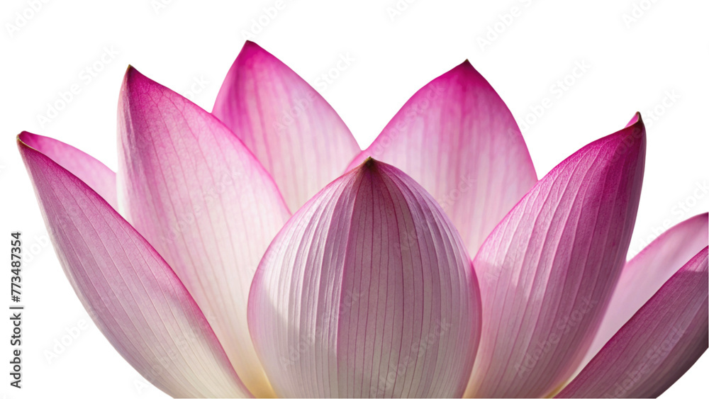 Closeup on lotus petal isolated on Transparent background.