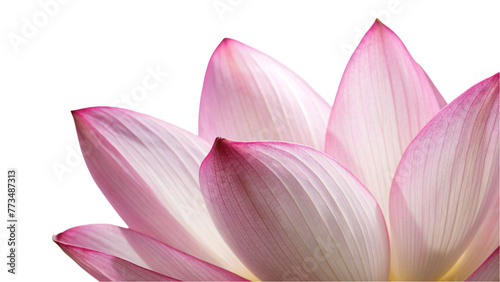 Closeup on lotus petal isolated on Transparent background.