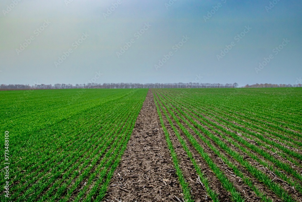 field of wheat with different types of sowing 
