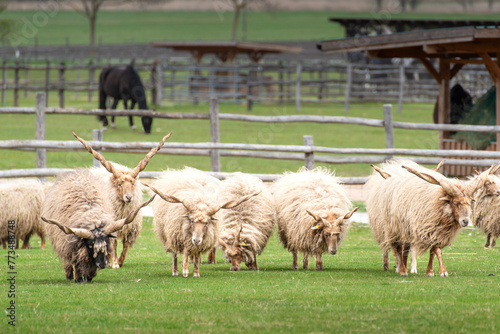 A herd of pasturing sheep with big horns on a farm field