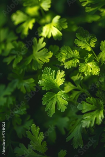 A close-up shot of a bunch of green leaves, perfect for nature backgrounds