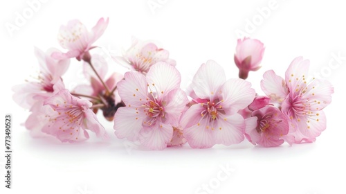 A close up of a bunch of pink flowers. Ideal for floral backgrounds