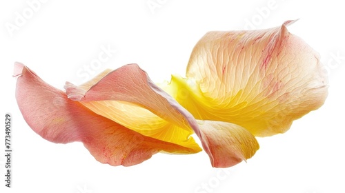 Close up of a flower on a white background  suitable for various design projects