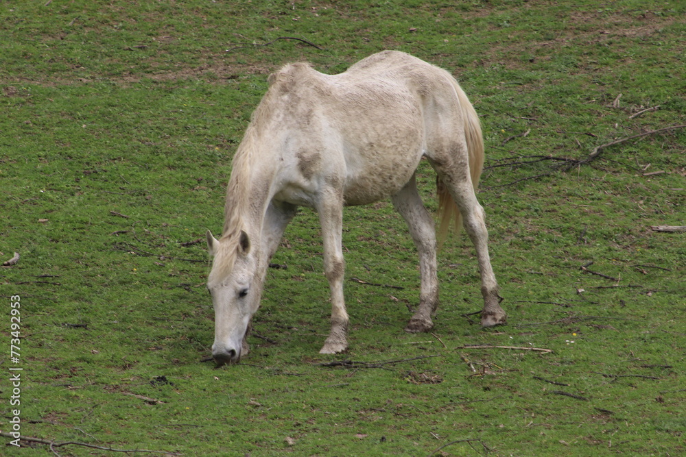 Obraz premium foal in the meadow