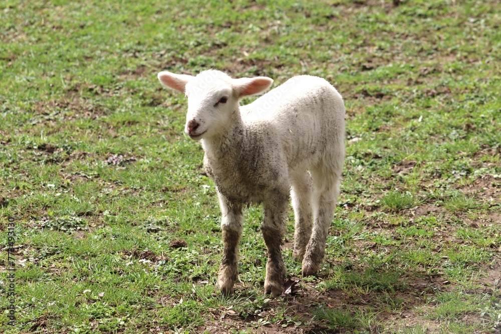 Obraz premium goat on a meadow