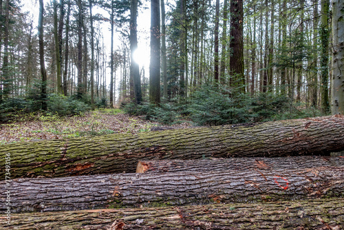 Frisch gefällte Bäume im Mischwald