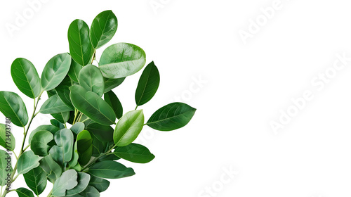 a bunch of green leaves on a white background
