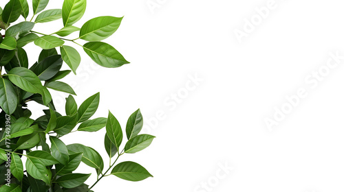 a bunch of green leaves on a white background 