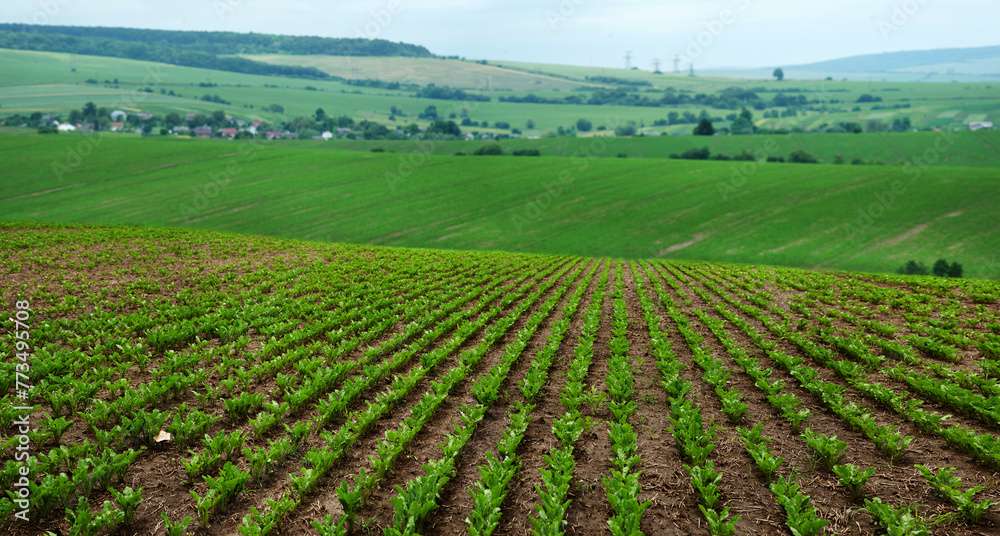 Rows in sugar beet a field, hills landscape with cloudy sky on background. Focus on the leaves