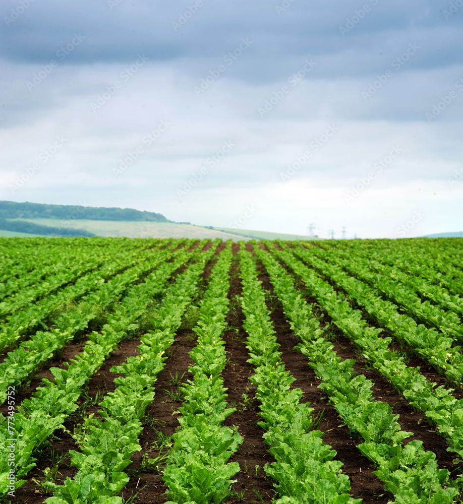 Close up of rows sugar beet at field, hills landscape with cloudy sky on background. Close up of rows sugar beet at field, hills landscape with cloudy sky on background.