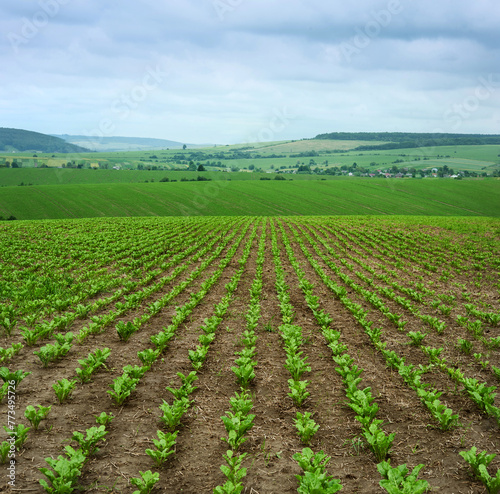 Rows of sugar beet  focus on the leaves  hills background with cloudy sky