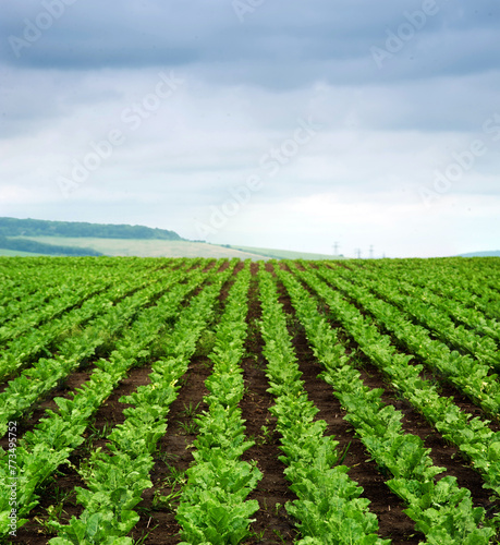 Close up of rows sugar beet at field  hills landscape with cloudy sky on background.