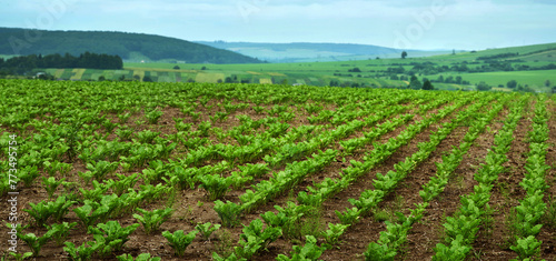 Rows of sugar beet Focus on the leaves, hills landscape and problem sectors with weeds, horsetail