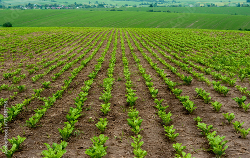 Rows of sugar beet leaves and hills in a field , focus on the leaves and soil with straw