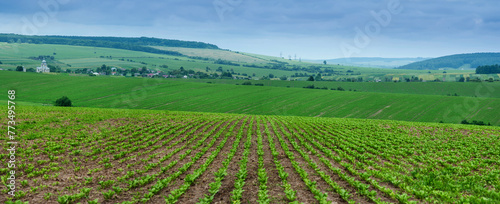 Hills landscape with cloudy sky over rows of sugar beets in the field