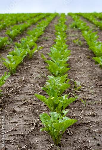 Field of sweet sugar beet growing Selective focus on row © pavlobaliukh