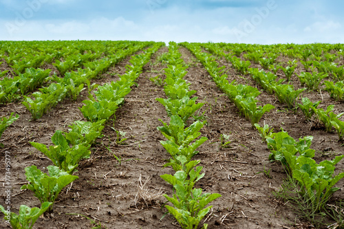 Field of sweet sugar beet growing, Focus on the young, fresh leaves close-up © pavlobaliukh