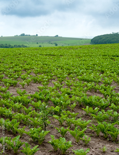 Green leaves on sugar beet field, problem rows