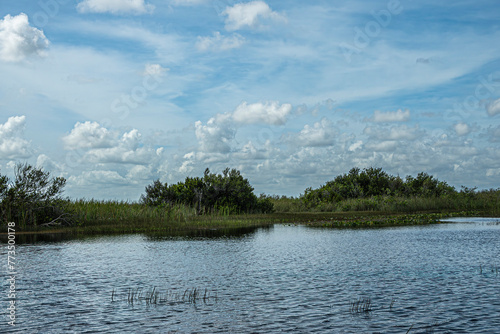 Everglades, Florida, USA - July 29, 2023: Wide landscape. Green tree belt separates blue swamp water from blue cloudscape