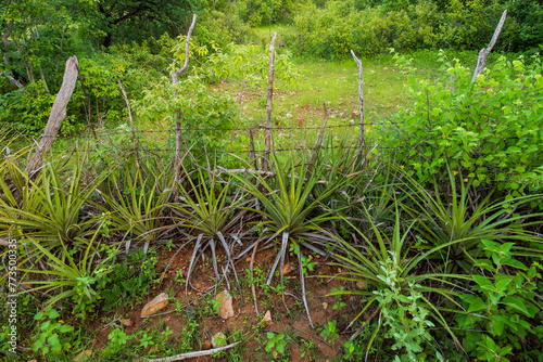 bromélias conhecidas como macambira enfileiradas em cerca de arame na caatinga photo
