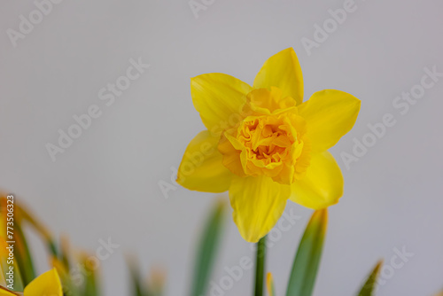 Selective focus of yellow flower in the darden, Narcissus (Daffodil) is a genus of predominantly spring perennial plants of the amaryllis family, Daffodils flowers in spring, Nature floral background.