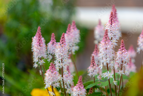 Selective focus of small flower in the garden, Foamflower (Tiarella cordifolia) is one of the showiest spring wildflowers, The starry white flower spikes with a tinge of pink, Nature floral background photo