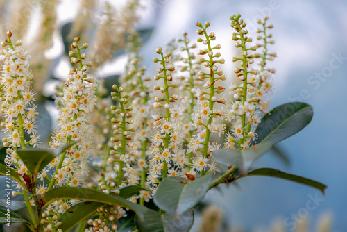 Selective focus of white fluffy flowers in the garden, Cherry laurel (Laurierkers) green leaves, Foliage and flowers of Prunus laurocerasus in spring, Ornamental plant, Natural floral background. photo