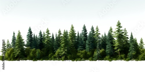 Pine forest isolated on a white background. 3D illustration.