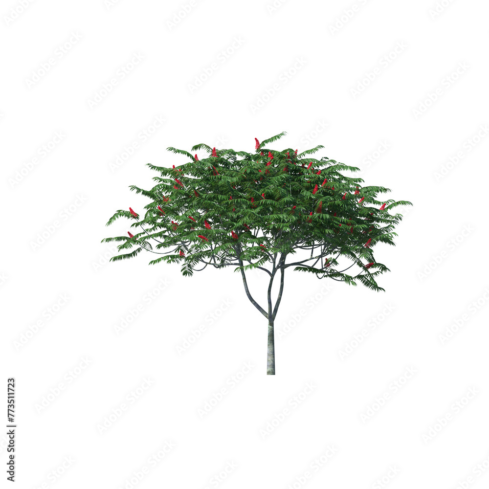 Rhus typhina, the staghorn sumac, bushes, shrubs, evergreen, small tree, bush, tree, big tree, light for daylight, easy to use, 3d render, isolated