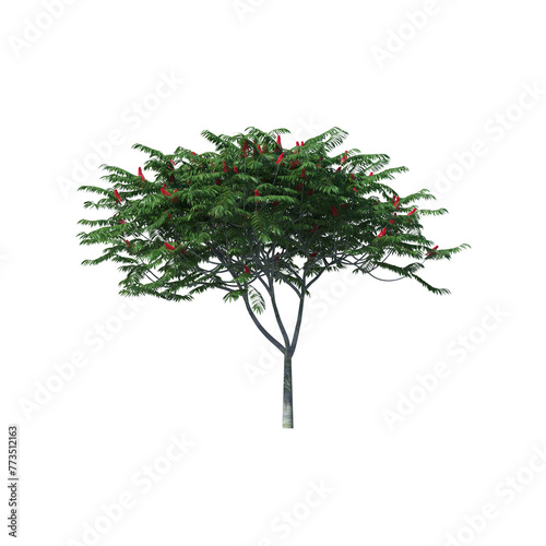 Rhus typhina, the staghorn sumac, bushes, shrubs, evergreen, small tree, bush, tree, big tree, light for daylight, easy to use, 3d render, isolated photo